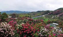 圈内爆料杜鹃,揭秘娱乐圈背后的风云人物